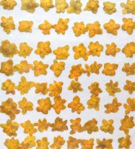業務用 押し花素材　アジサイ　黄色染め 大容量 500枚ドライフラワー デコ レジン 封印
