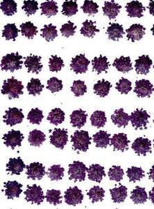 業務用 押し花　レースフラワー　濃い紫 大容量 500枚ドライフラワー デコ レジン 封印