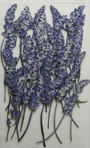  для бизнеса засушенный цветок голубой sa рубин a большая вместимость 300 листов сухой цветок декоративный элемент resin . печать 