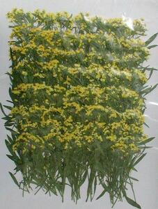  для бизнеса засушенный цветок бурачок лист имеется желтый цвет окраска большая вместимость 500 листов сухой цветок декоративный элемент resin . печать 