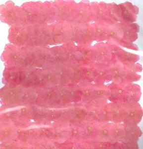  business use pressed flower phlox pink dyeing high capacity 500 sheets dry flower deco resin . seal 