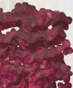  business use pressed flower hydrangea .. red .. up . high capacity 500 sheets dry flower deco resin . seal 