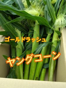 即日発送　朝採り　ヤングコーン 50本 季節限定 ゴールドラッシュのベビーコーン　産地直送