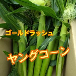 タイムセール　本日発送　朝採り　ヤングコーン 50本 季節限定 ゴールドラッシュのベビーコーン　産地直送