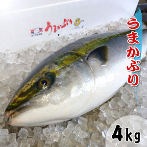 [ prompt decision ].....* yellowtail [..][. tighten ] 1 pcs 4kg rom and rear (before and after) [ refrigeration ] year-end gift gift . sashimi ...walasa hearts bus is inset inadayazwa kana 