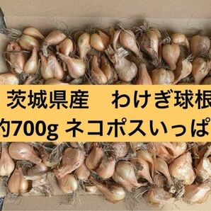 「早い者勝ち」茨城県産　わけぎ球根　約700g ネコポスいっぱい