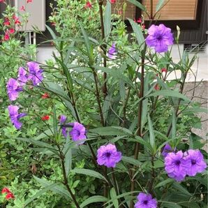 植物　ルエリア　パープルシャワー　ヤナギバルソウ