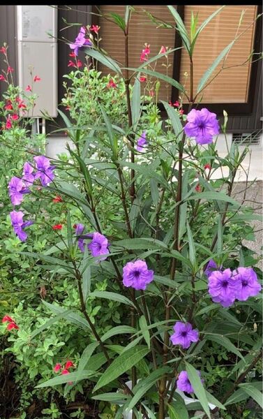 植物　ルエリア　パープルシャワー　ヤナギバルソウ