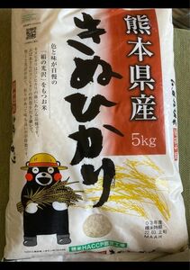 米 お米 20kg キヌヒカリ 熊本県産 令和5年産 5kg×4袋 きぬひかり