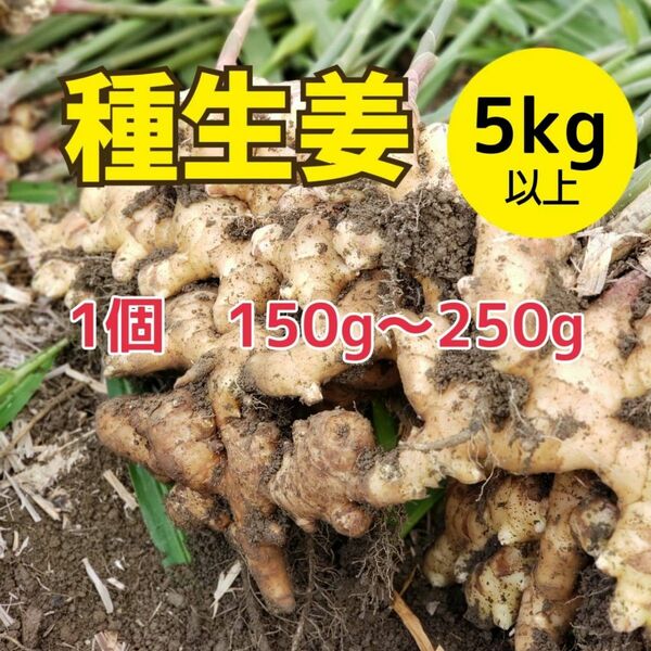 高知県産種生姜s【5kg】