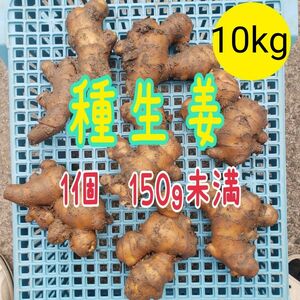 高知県産種生姜ＳＳ【10kg】