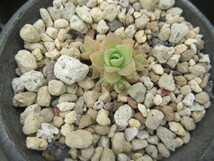 多肉植物　オロスタキス・ピーチパーフェクト_画像2