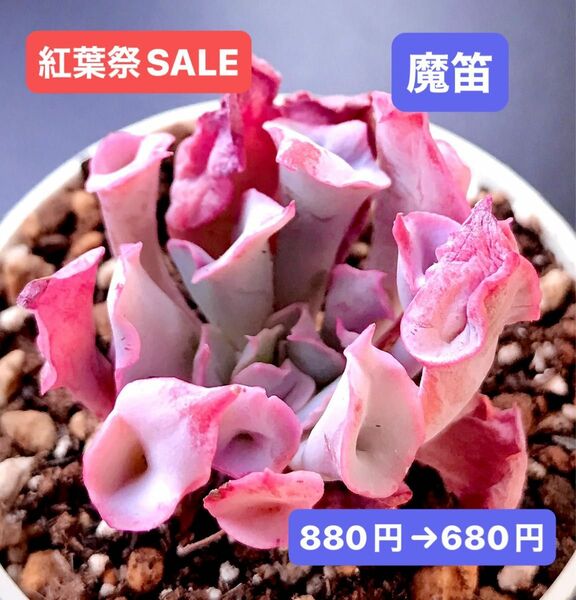 紅葉祭SALE★新入荷★韓国苗★魔笛・群生★可愛い紅葉超美苗★多肉植物★エケベリア