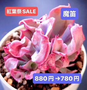 紅葉祭SALE★新入荷★韓国苗★魔笛・群生★可愛い紅葉超美苗★多肉植物★エケベリア