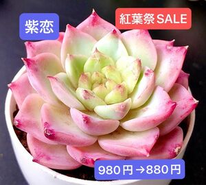 紅葉祭SALE★新入荷★韓国苗★紫恋★可愛い紅葉大苗★超美苗★多肉植物★エケベリア