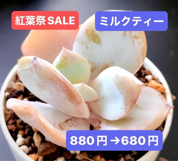 紅葉祭SALE★新入荷★韓国苗★ミルクティー★可愛い紅葉超美苗★多肉植物★エケベリア