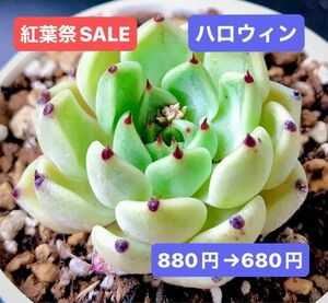 紅葉祭SALE★新入荷★韓国苗★ハロウィン★可愛い超美苗★多肉植物★エケベリア