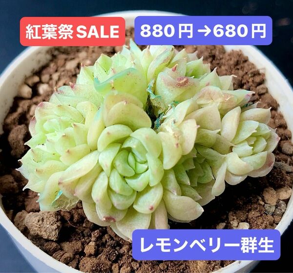 紅葉祭SALE★新入荷★韓国苗★レモンベリー・群生★可愛い超美苗★多肉植物★エケベリア