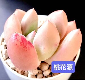 新入荷★韓国苗★桃花源★レア種★可愛い紅葉大苗★超美苗★多肉植物★エケベリア