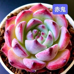 新入荷★韓国苗★赤鬼★レア種★可愛い紅葉大苗★超美苗★多肉植物★エケベリア