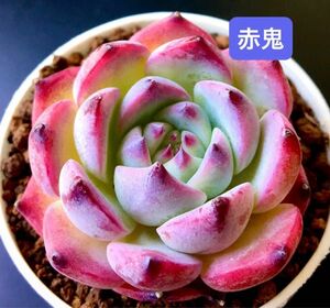 新入荷★韓国苗★赤鬼★レア種★可愛い紅葉大苗★超美苗★多肉植物★エケベリア