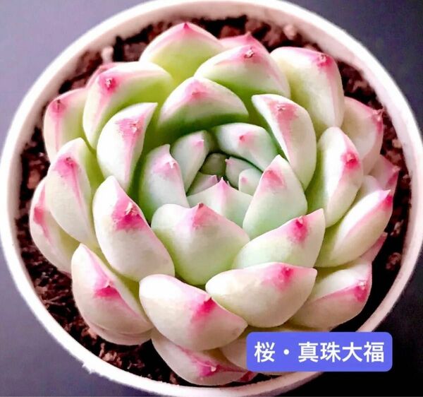 新入荷★韓国苗★桜・真珠大福★レア種★可愛い紅葉大苗★超美苗★多肉植物★エケベリア