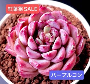 紅葉祭SALE★新入荷★韓国苗★パ－プルコン★可愛い紅葉大苗★超美苗★多肉植物★エケベリア