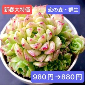 新入荷★韓国苗★恋の森・超多頭群生★レア種★可愛い紅葉大苗★超美苗★多肉植物★エケベリア