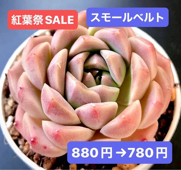 紅葉祭SALE★新入荷★韓国苗★スモールベルト★可愛い紅葉大苗★超美苗★多肉植物★エケベリア