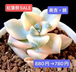 紅葉祭SALE★新入荷★韓国苗★美杏・錦★可愛い紅葉超美苗★多肉植物★エケベリア