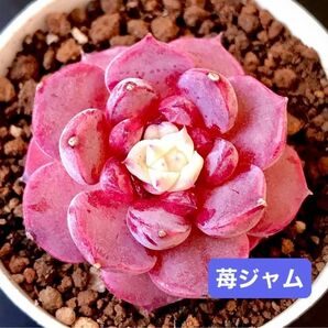 新入荷★韓国苗★苺ジャム★レア種★可愛い紅葉大苗★超美苗★多肉植物★エケベリア