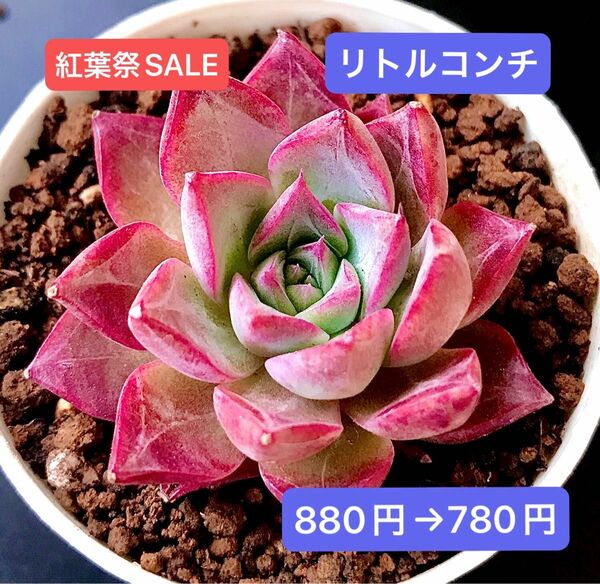 紅葉祭SALE★新入荷★韓国苗★リトルコンチ★可愛い紅葉大苗★超美苗★多肉植物★エケベリア