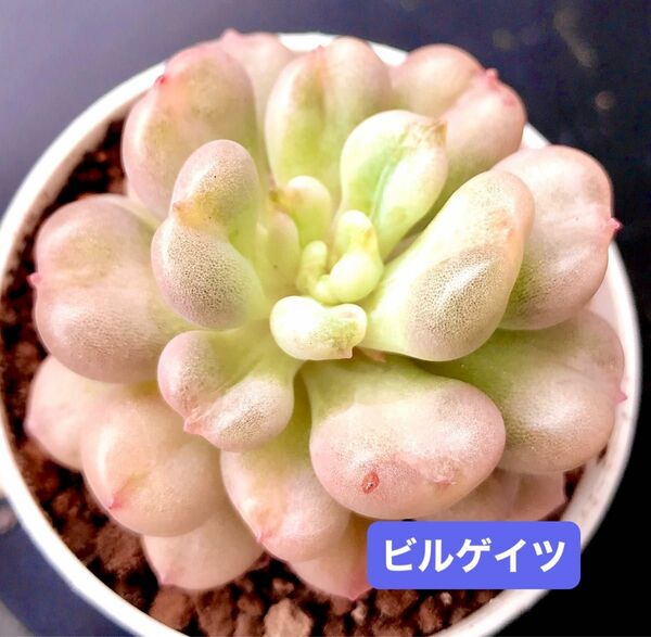 新入荷★韓国苗★ビルゲイツ★レア種★可愛い紅葉大苗★超美苗★多肉植物★エケベリア