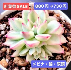 紅葉祭SALE★新入荷★韓国苗★メビナ・錦・双頭★可愛い紅葉超美苗★多肉植物★エケベリア