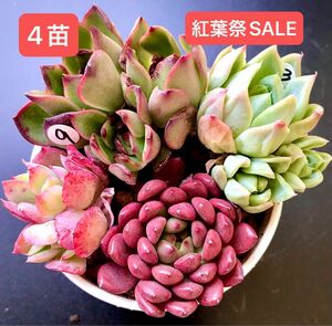 紅葉祭SALE★4苗1620円★韓国苗★ポリアナ、イェロークリスタル、紅袖双頭、ピンクルビー★可愛紅葉美苗★多肉植物★エケベリア