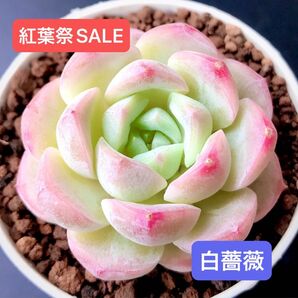 紅葉祭SALE★新入荷★韓国苗★白薔薇★可愛い紅葉大苗★超美苗★多肉植物★エケベリア