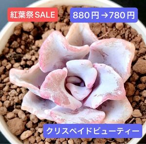 紅葉祭SALE★新入荷★韓国苗★クリスペイドビューティー★可愛いピンク系紅葉超美苗★多肉植物★エケベリア