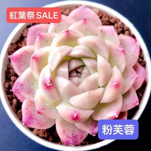 紅葉祭SALE★新入荷★韓国苗★粉芙蓉★可愛い紅葉大苗★超美苗★多肉植物★エケベリア