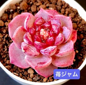 新入荷★韓国苗★苺ジャム★レア種★可愛い紅葉大苗★超美苗★多肉植物★エケベリア