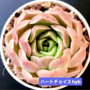 新入荷★韓国苗★ハートチョイスhyb★レア種★可愛い紅葉大苗★超美苗★多肉植物★エケベリア