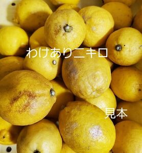 広島呉産、減農薬レモン、わけあり、二キロ