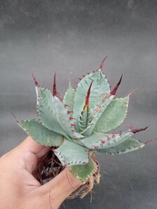  agave flexible spina