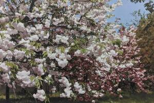 藤原秀一、【晴天の桜】、希少な額装用画集より、厳選、新品額装、マット額装付、状態良好