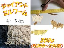 ジャイアントミルワーム!　２００ｇ（２００～２５０匹）_画像1