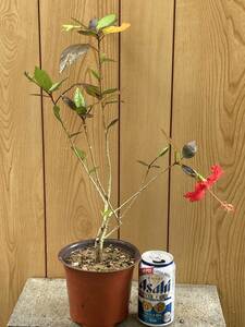  plant hibiscus (. mulberry flower ) potted plant postage included 