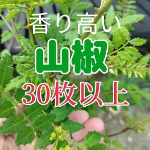 山椒の葉 《30枚以上》 収穫したて発送！