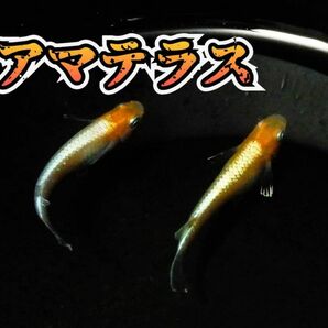 増量【極上】アマテラス　メダカ　　有精卵40+α