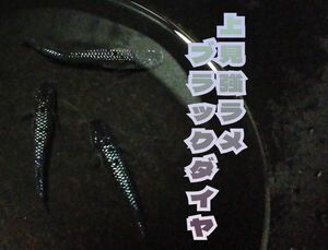 増量【極上】上見強ラメブラックダイヤ　メダカ　有精卵40+α