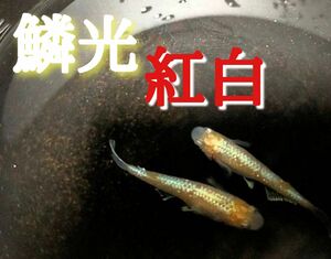 【極上】鱗光紅白　メダカ　　有精卵30+α