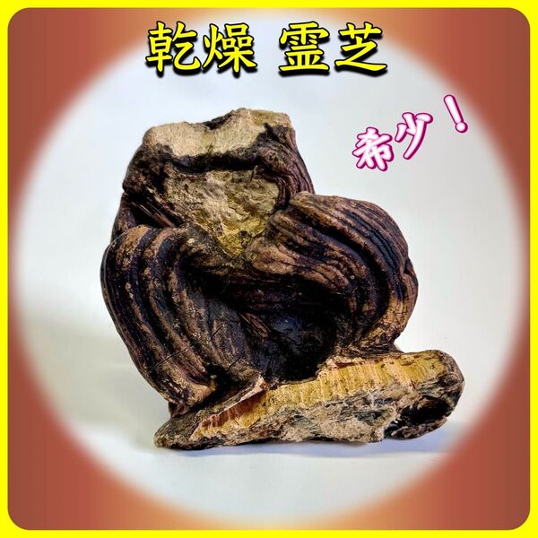霊芝 サルノコシカケ科 天然 キノコ
